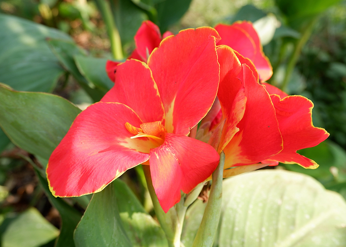 Beautiful Red Flower