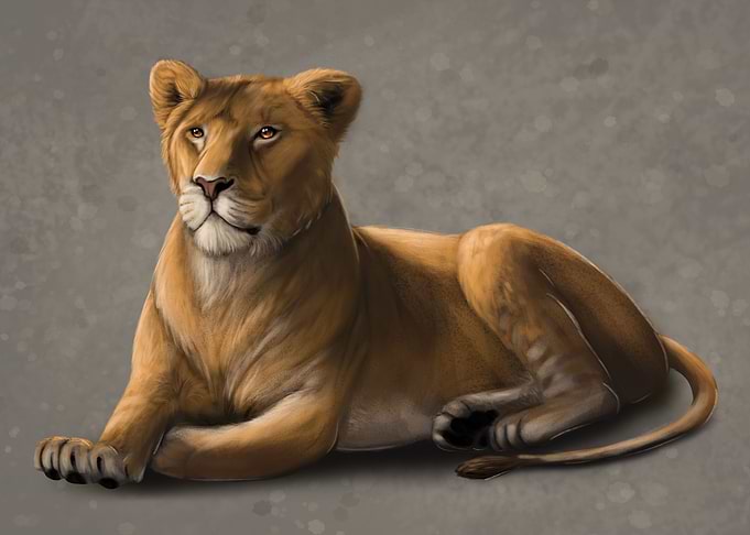 Resting lioness