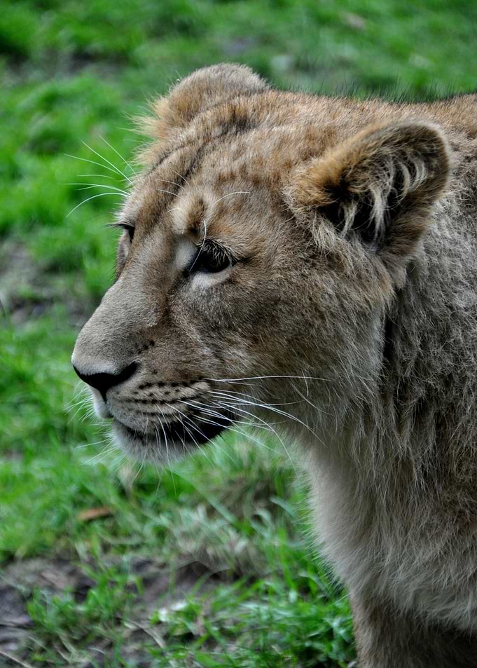 Lion
