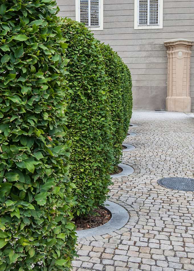 Bushes at castle