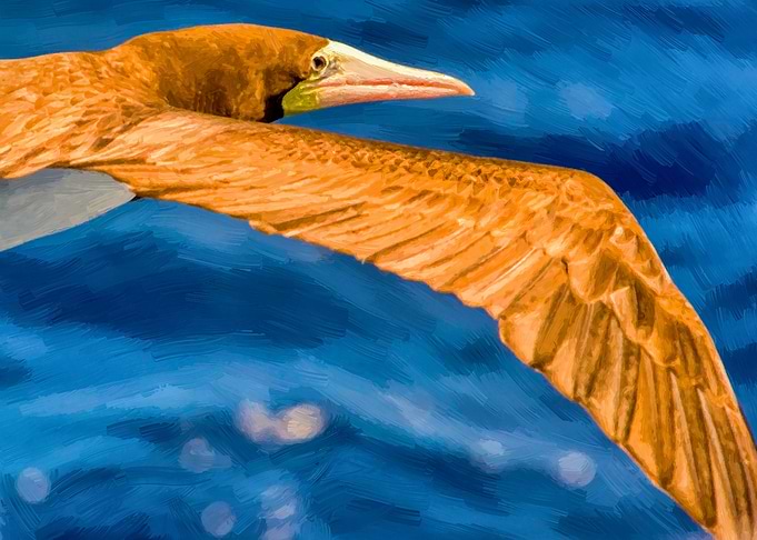 Booby gull painting