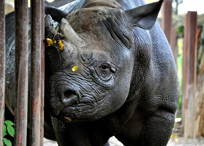 Muddy rhinoceros nr 2