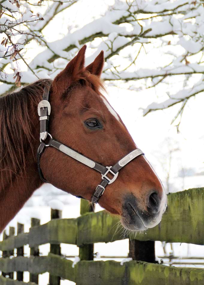 Snow Horse
