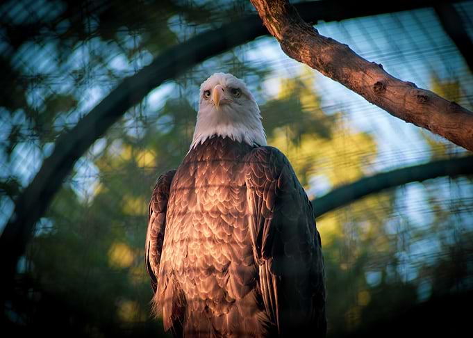 Bald Eagle 1