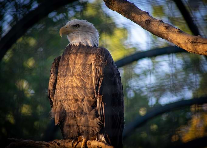 Bald Eagle 2