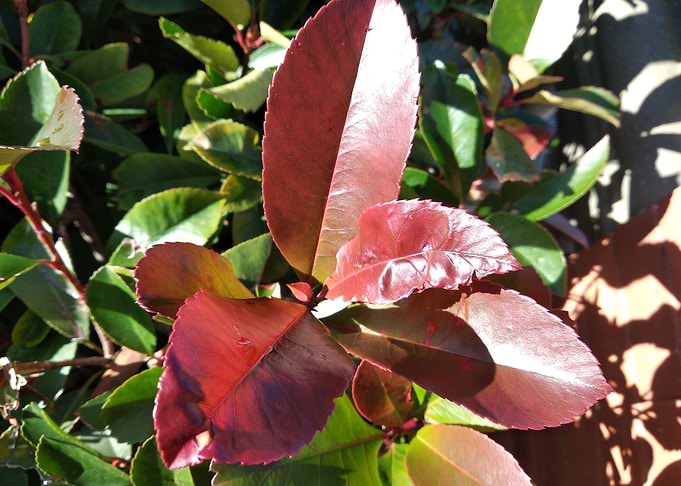 red leaf water drop