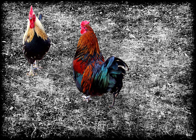 Two Chickens