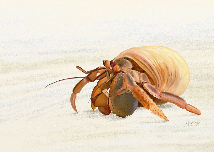 HERMIT WALK