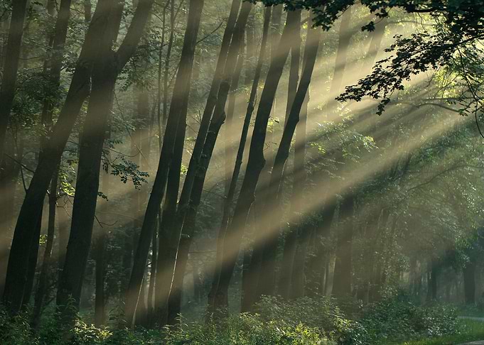Light in the forest