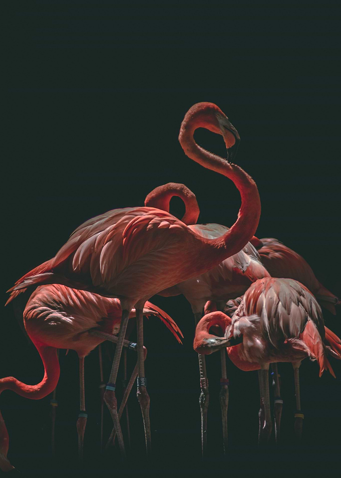 Flamingo Flair