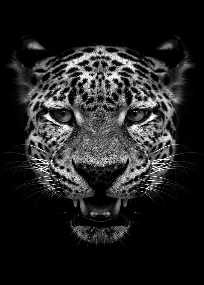 Jaguar face black poster