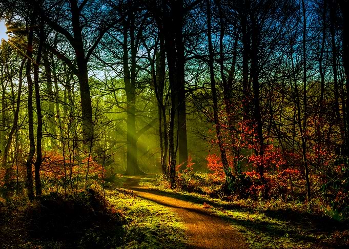 Sunlight trees