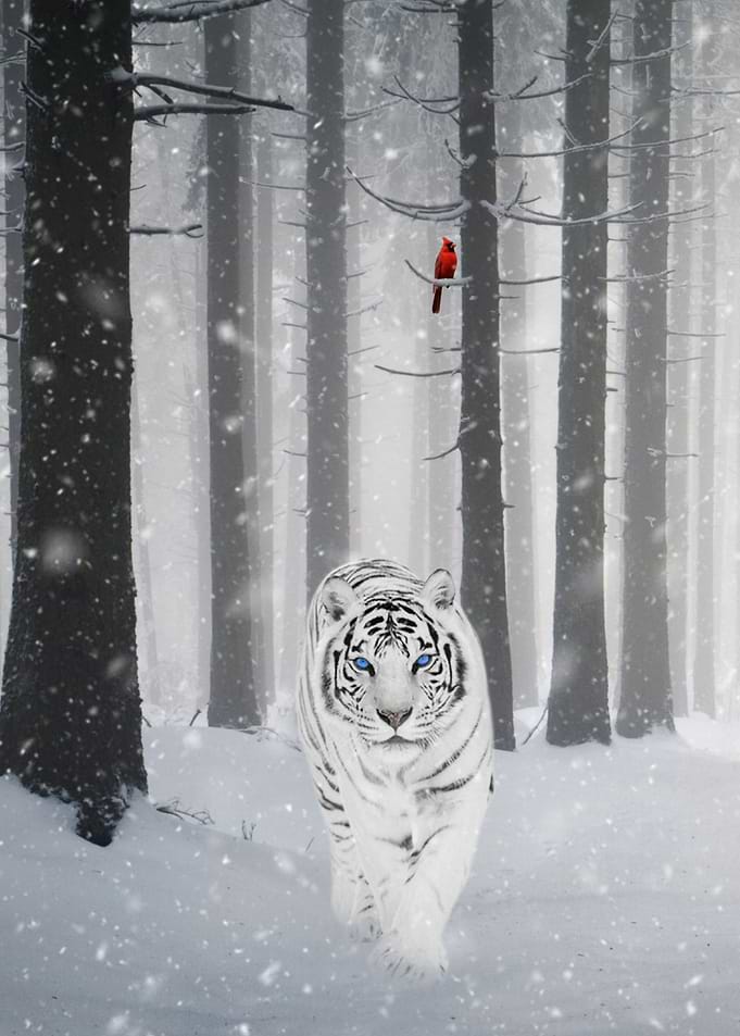 White Tiger and Cardinal