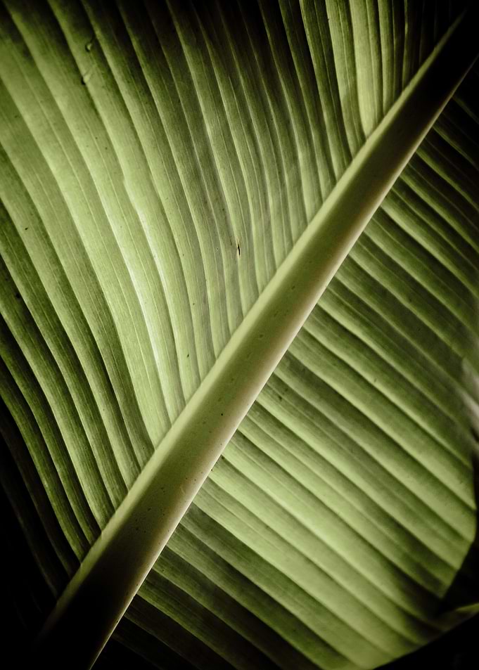 banana leaf