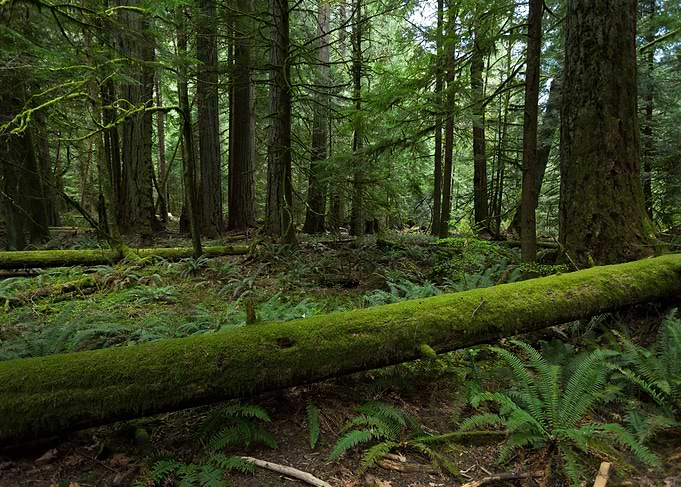 A forest touch