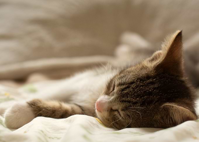 Sleeping Beauty