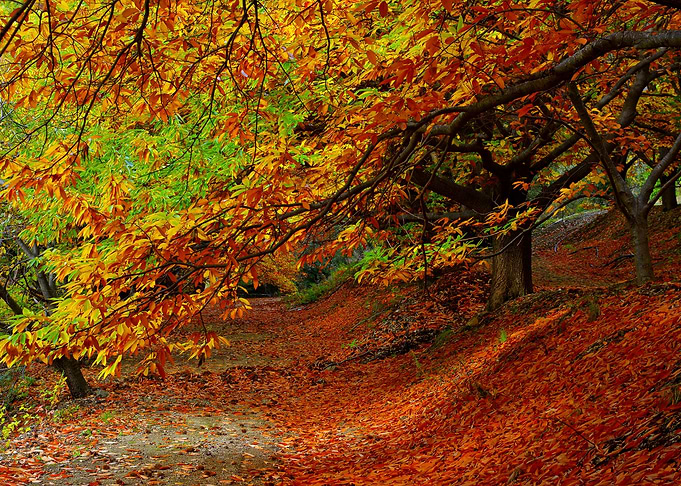 Autumn foliage