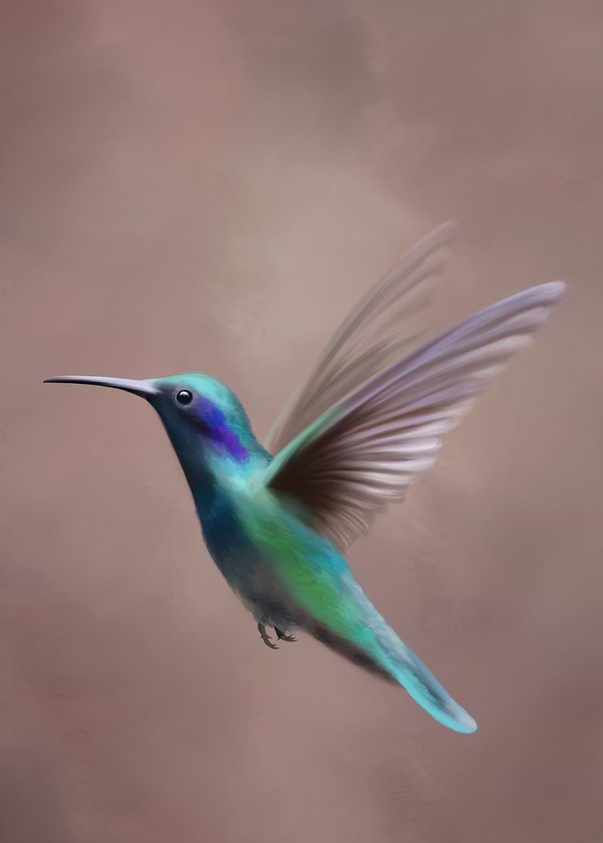 Colibri Bird Illustration