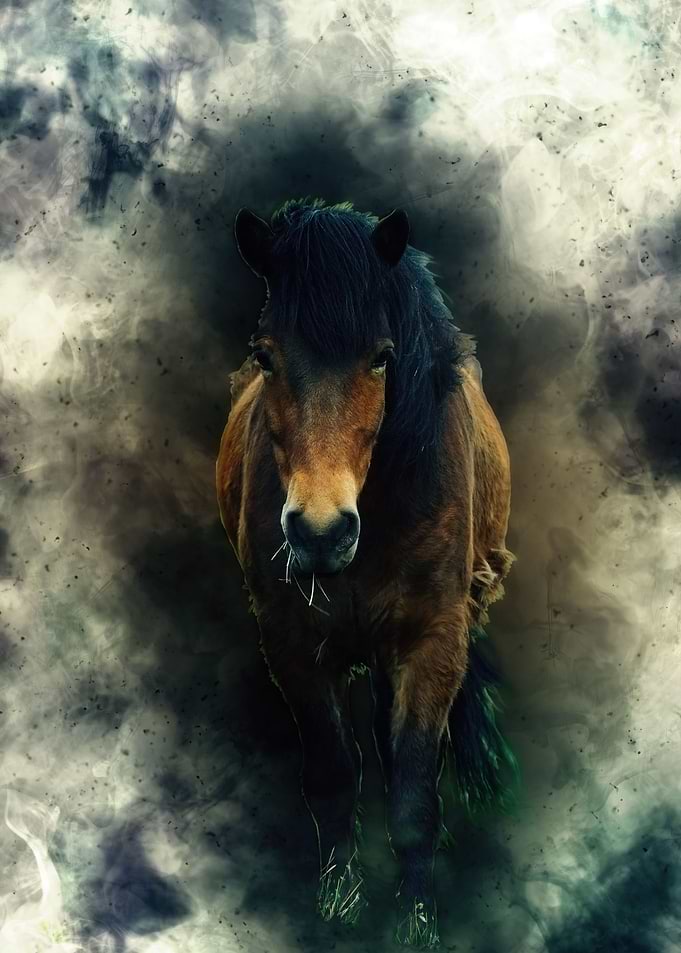 Horse