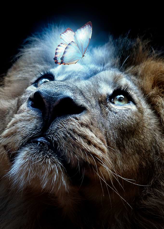 drame lion with butterfly