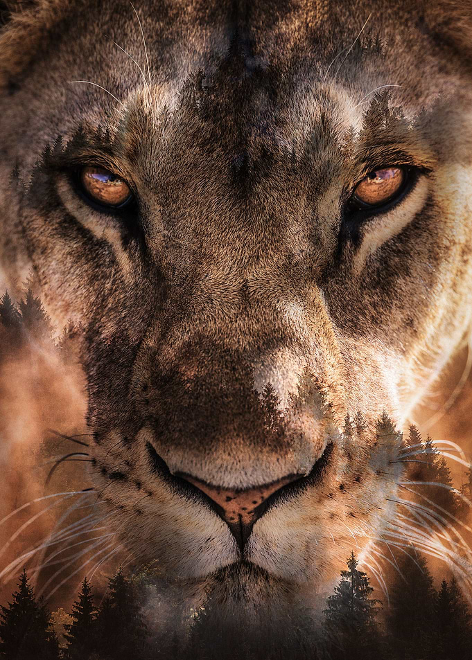 Lioness