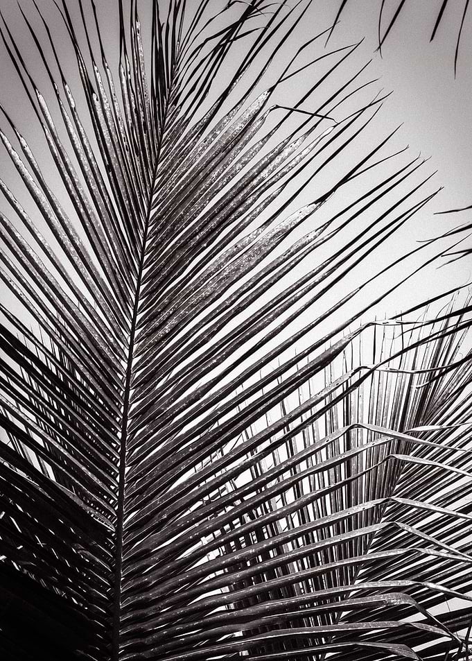 silver foliage2