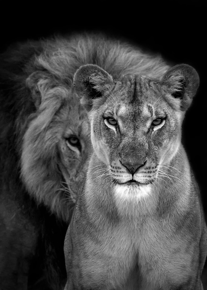 Lions Love black and white