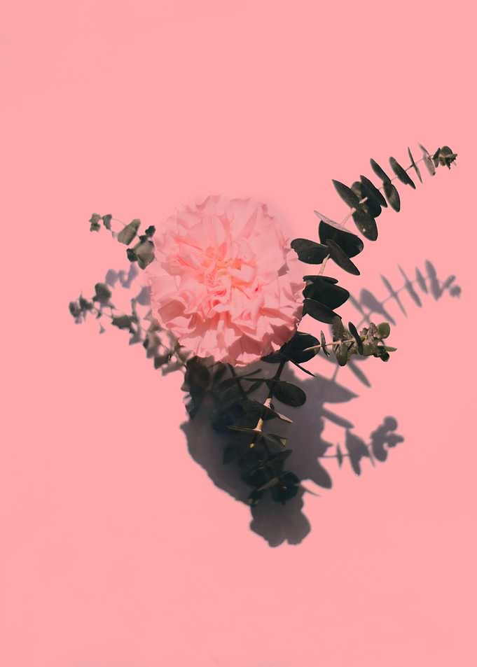 Pink Flower