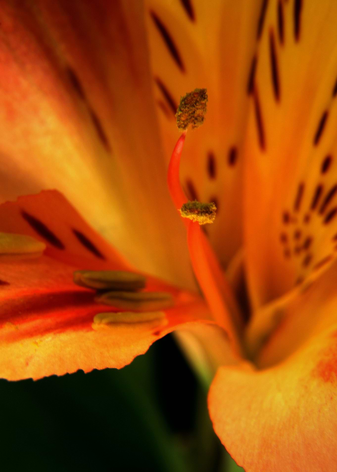 Speckled Orange