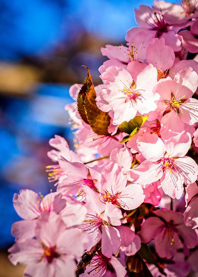 Group Of Sakura Flowers
