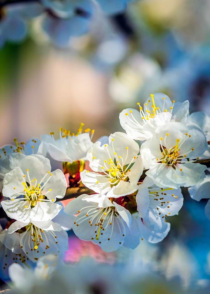 Charming Apricot Blossoms