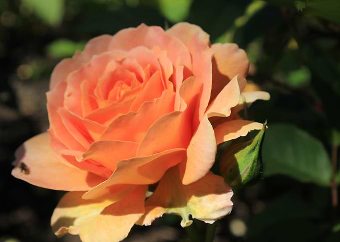 Pastel Rose