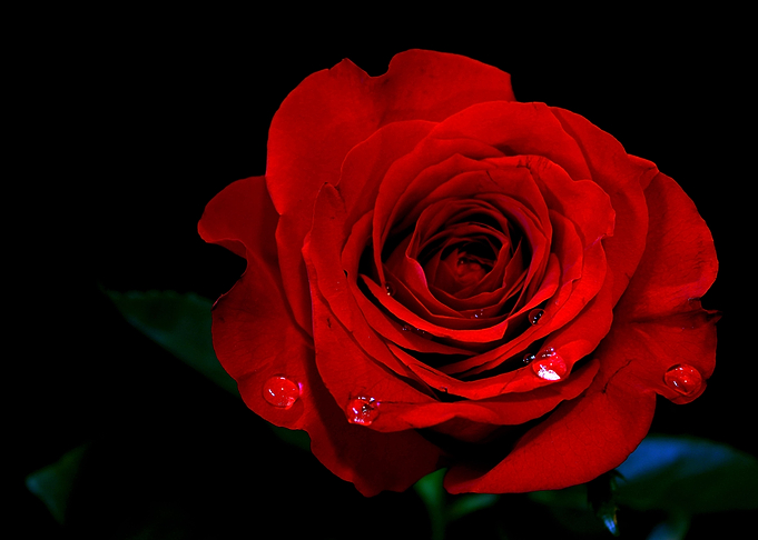 Blood Red Rose
