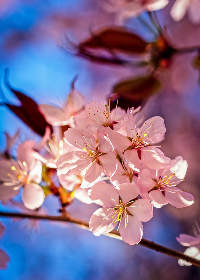 Sakura In The Tree Shade