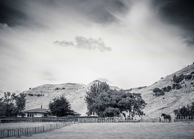 Three Trees