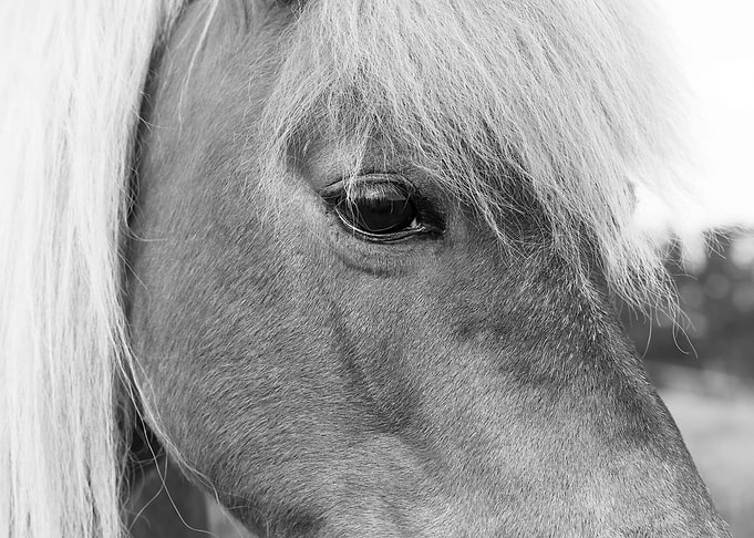 Pony Eye