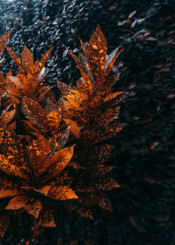 Golden Leaf