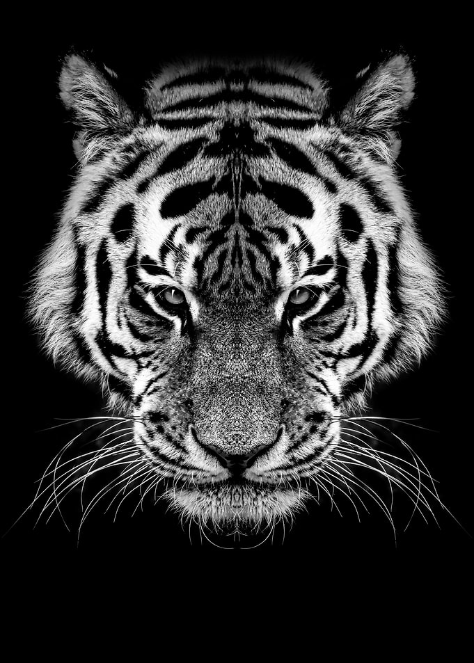 wild tiger head black