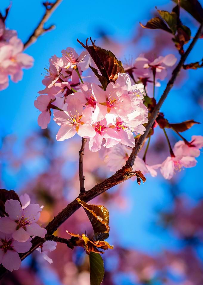 Sakura In Pink And Blue