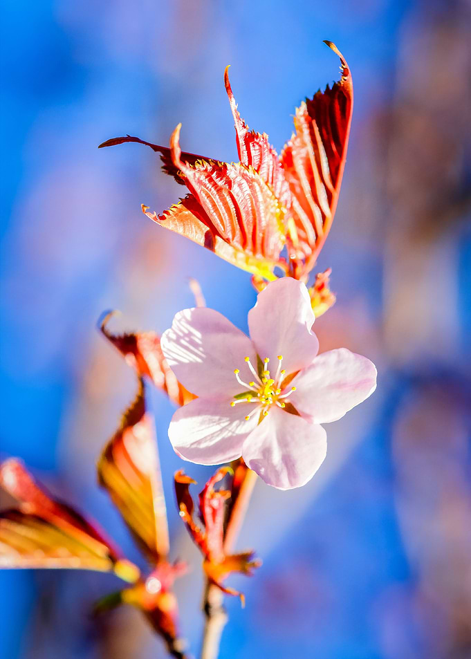 Pink Sakura Flower