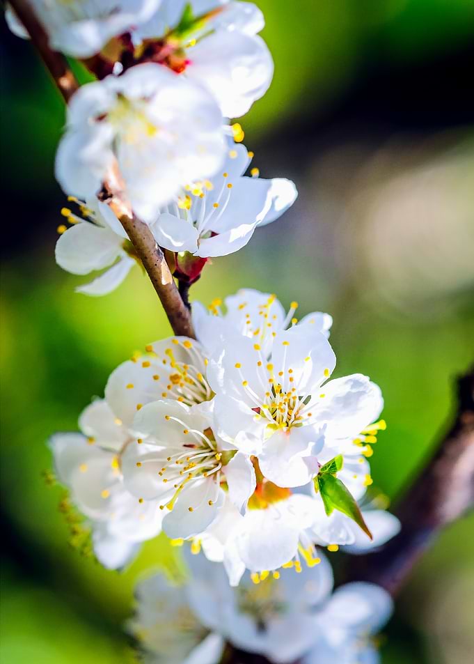 Apricot Flowers On Green