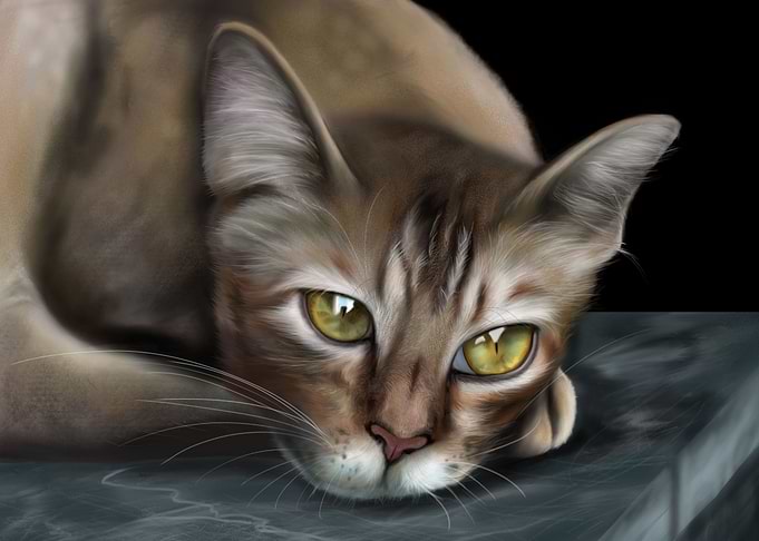 Cat Lover