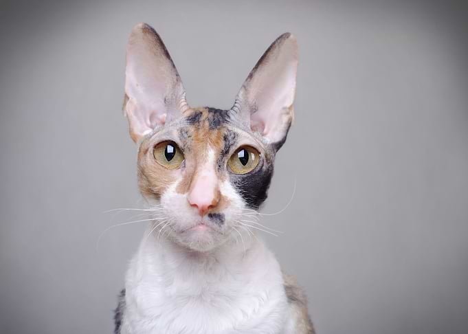Cornish Rex cat