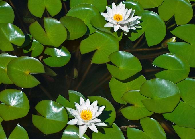 pond white lily pad flower