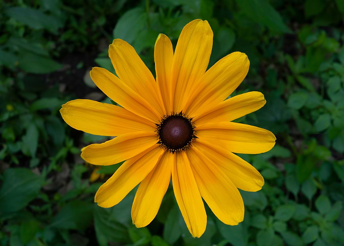 open blossom yellow flower