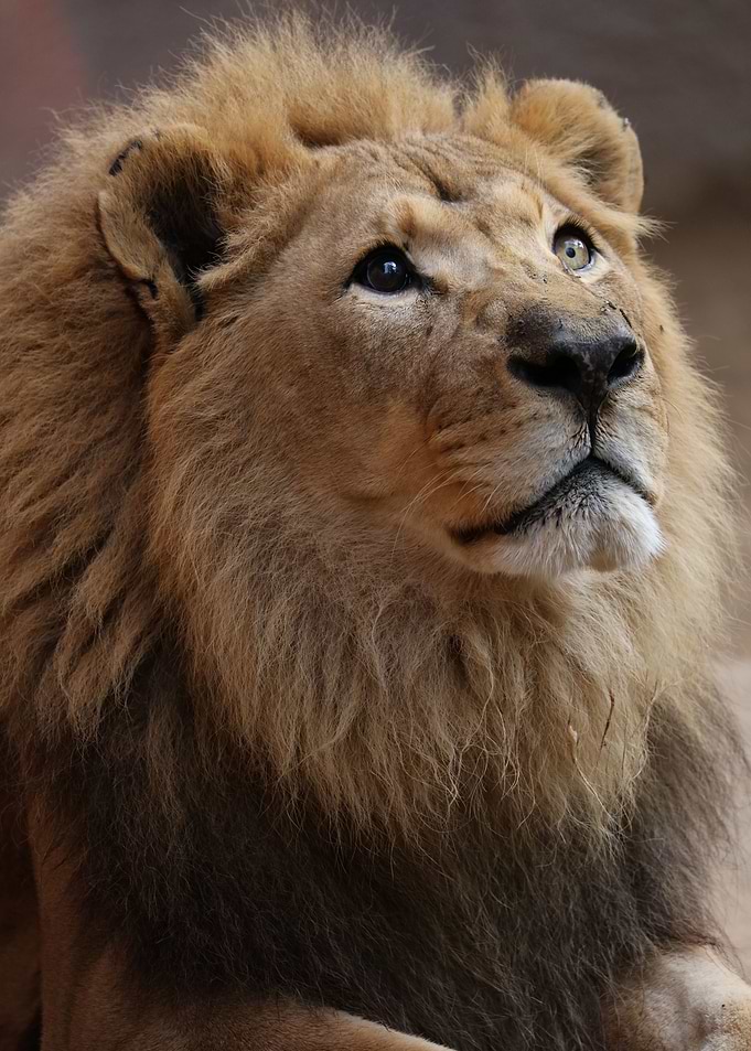 Lion Prayer