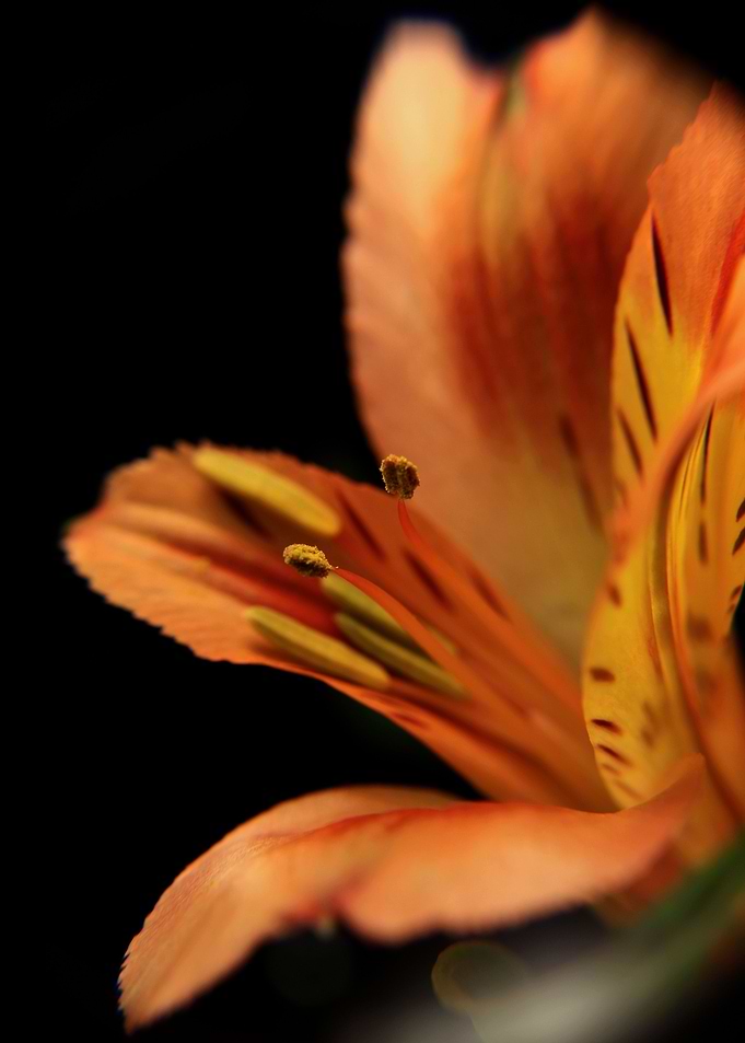 Spring Flare