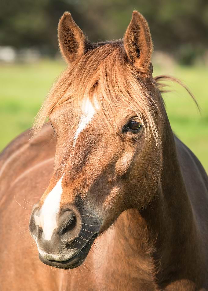 Pony