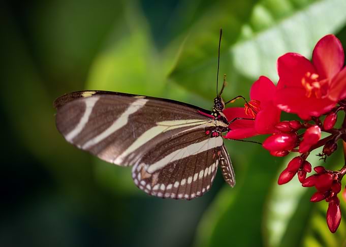 Zebra Butterfly
