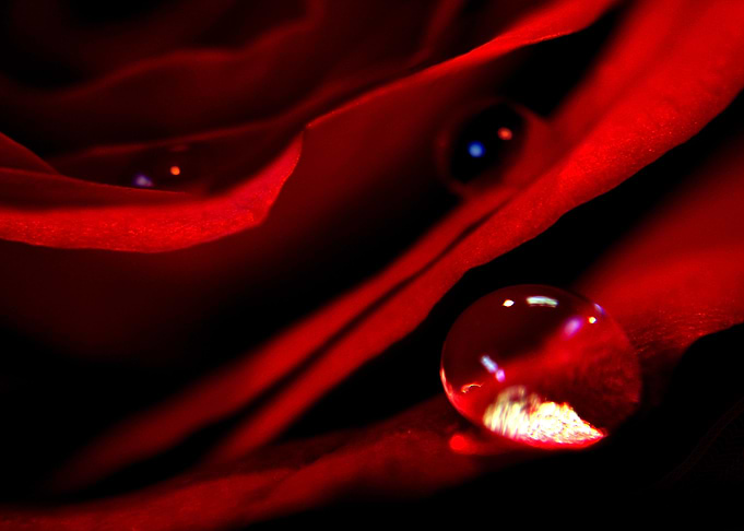 Dew Drops